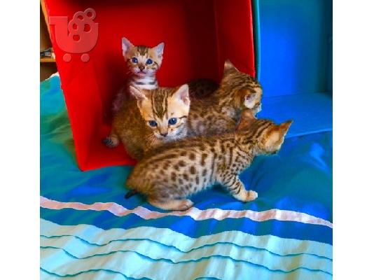 Bengal X Kittens